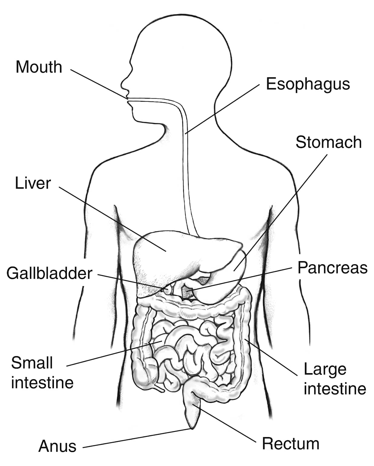 Real digestive system diagram