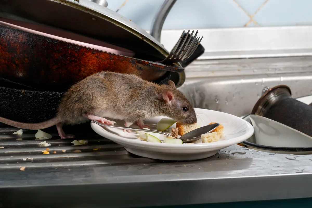Rat mouse kitchen home infestation Toronto Nomore Pest