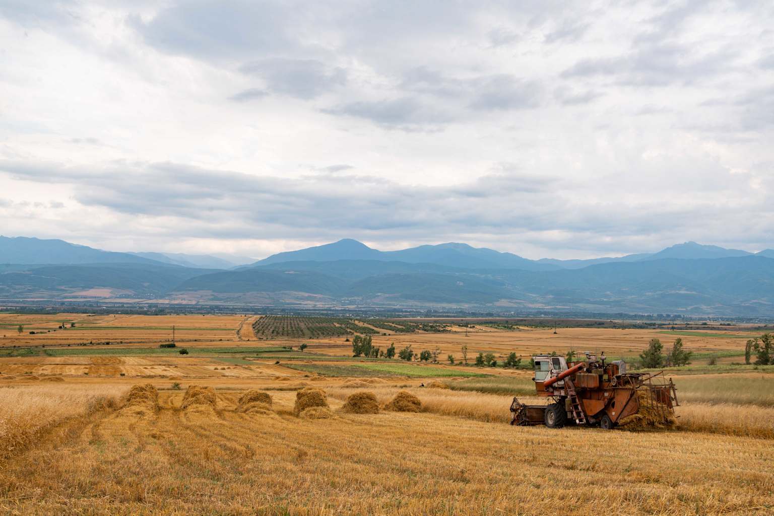 Georgian wheat fields with mountains in the background — agriculture and food sector