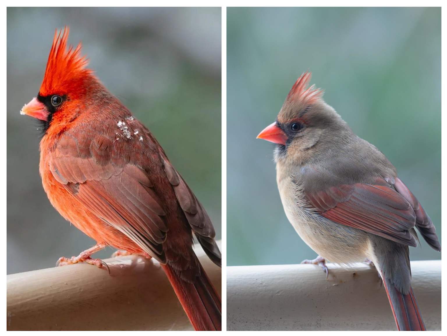 Side-by-side comparison of male Northern Cardinal with brilliant red plumage and black mask, and female Northern Cardinal with warm brownish-tan plumage and reddish crest, both perched
