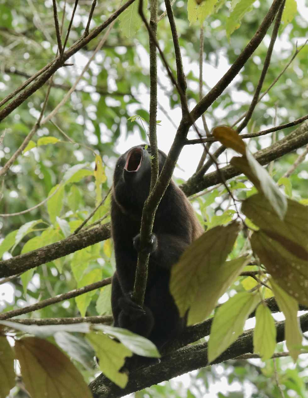 Howler monkey Panama jungle