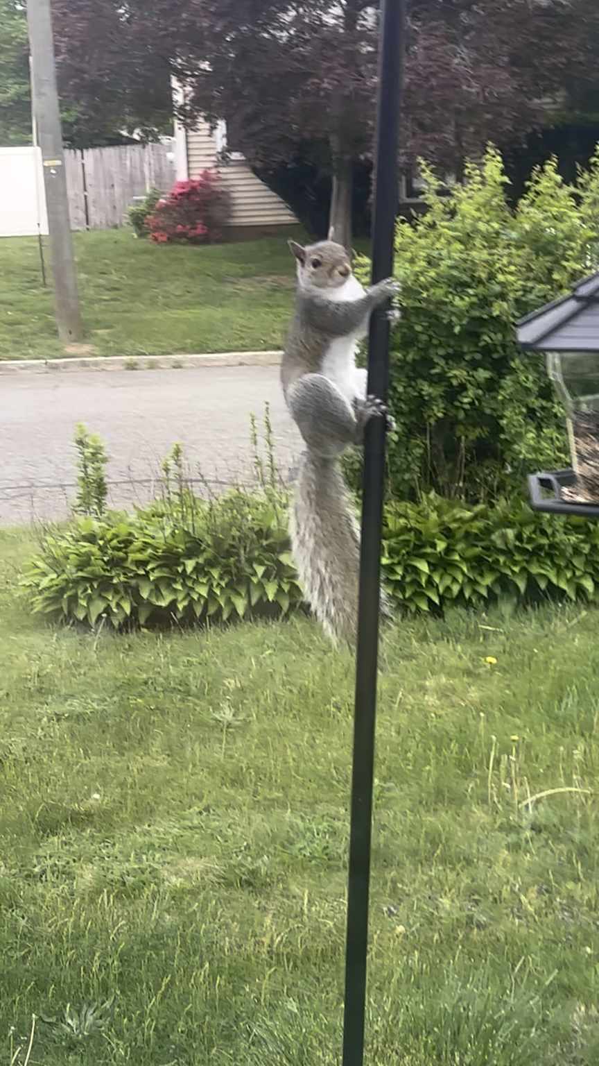 A grey squirrel mid-climb on a bird feeder pole in a backyard — the exact problem this guide solves