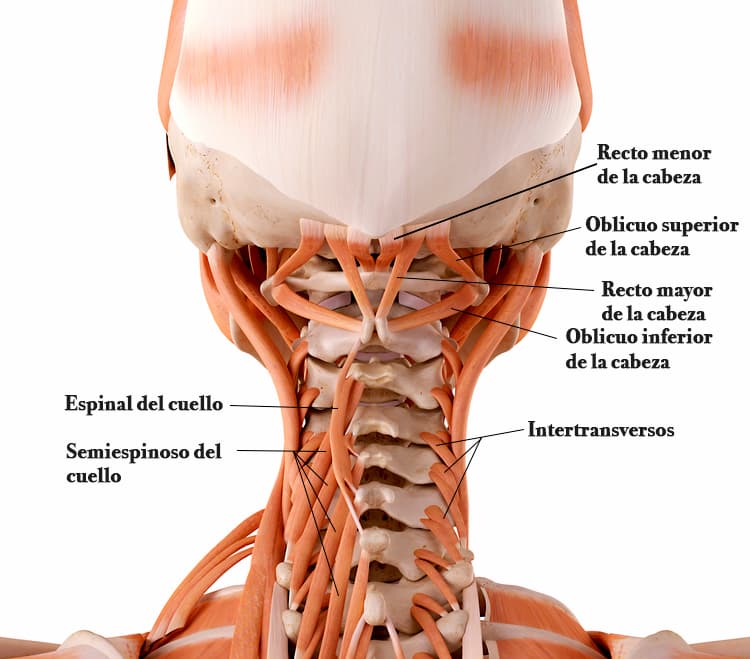 Anatomia dos músculos cervicais posteriores, mostrando camadas profundas e superficiais da coluna cervical