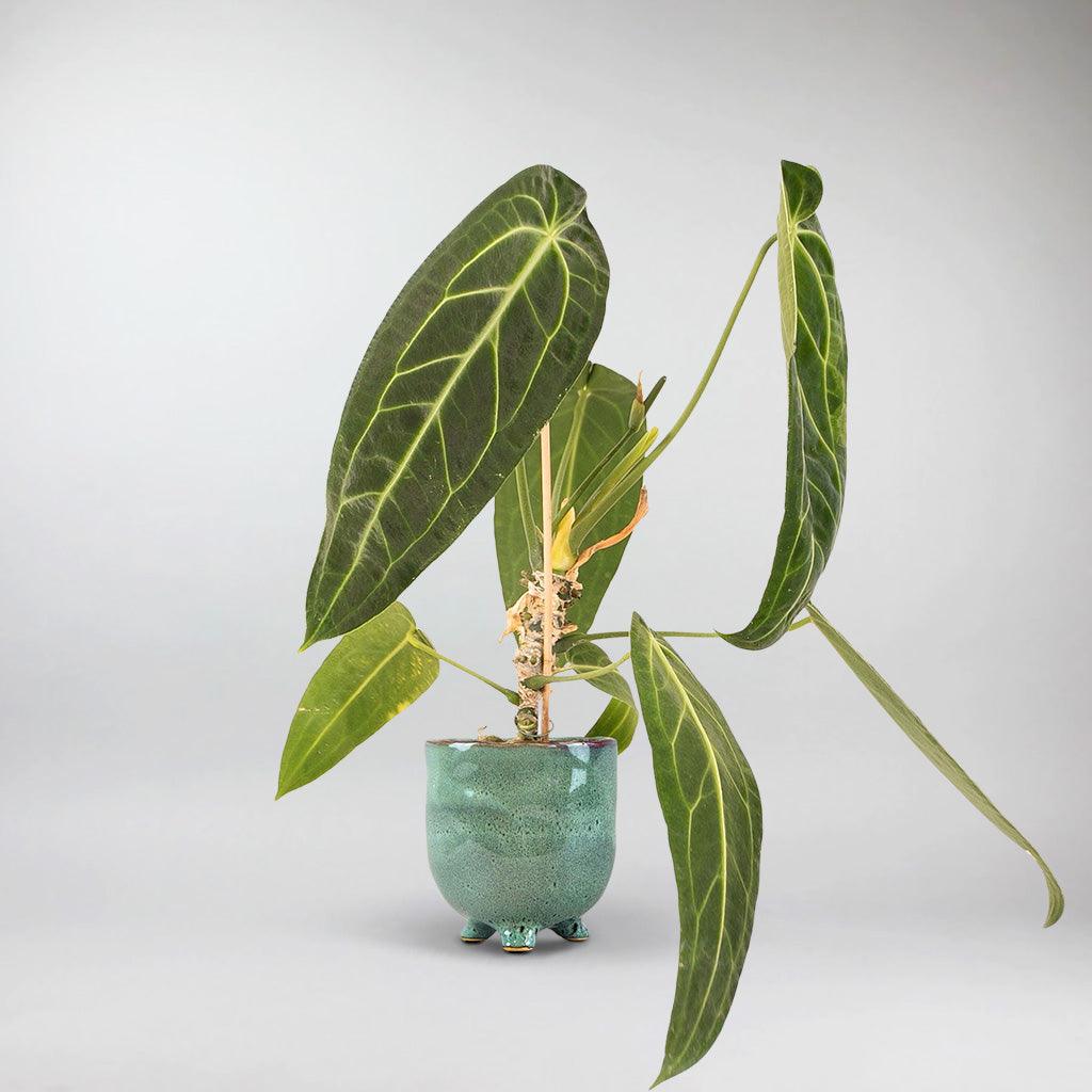 Variegated Anthurium warocqueanum in turquoise pot