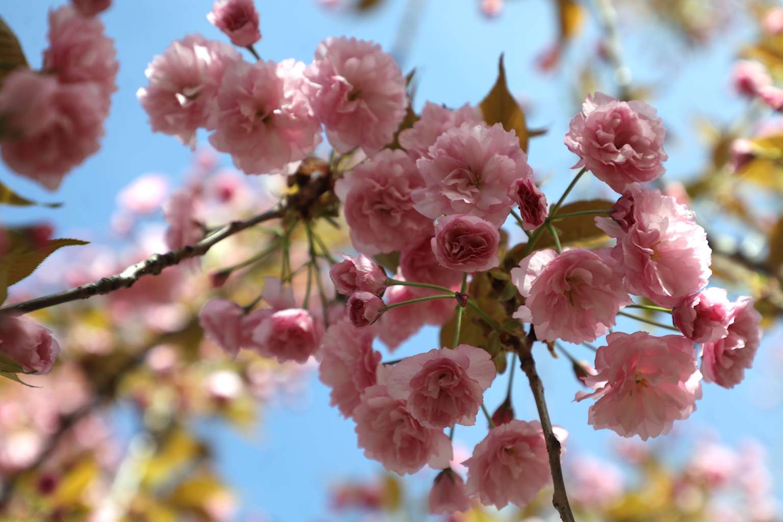 Spring In Kyoto Park, Kyiv