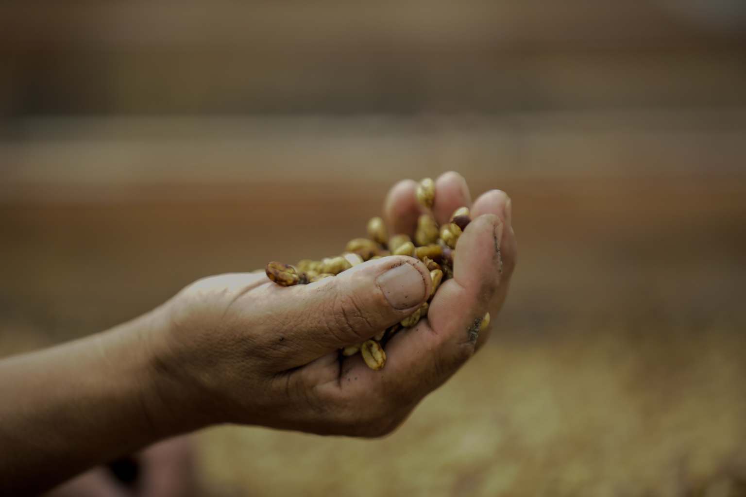 Colombian Coffee Traditions in the Coffee Axis Region
