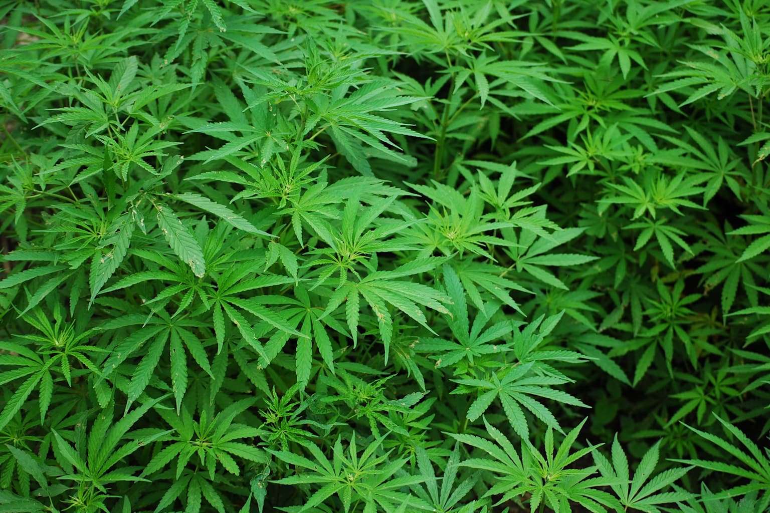 Guidance and FAQs on Cannabis Research and Funding | Rutgers ...