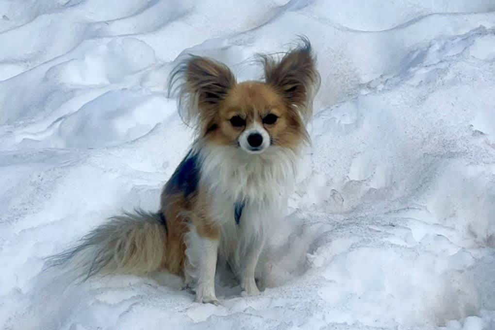 Chihuahua hailed as hero in 'extraordinary' Swiss Alps ...
