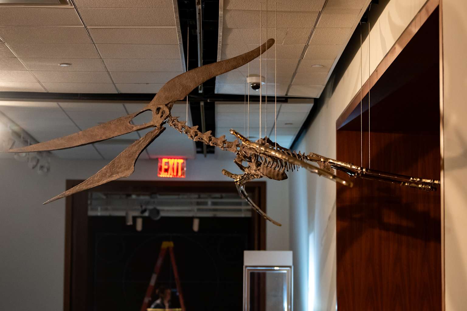 Sotheby's Unveils Fossil Skeletons For Prehistoric Predators