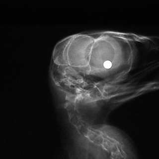 Complex Brains Evolved Independently