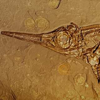 252M-Year-Old Biodiversity Mystery Solved