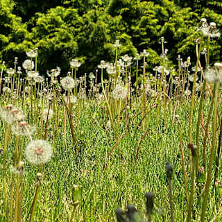 Why do allergies hit some people and not others in spring?