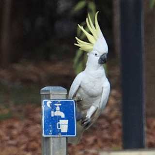 Australian cockatoos have learned how to operate drinking fountains