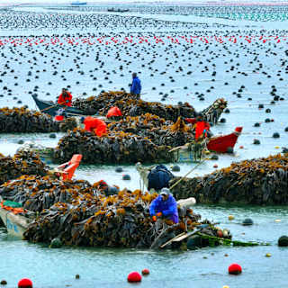 Marine farming hits record highs amid food crisis