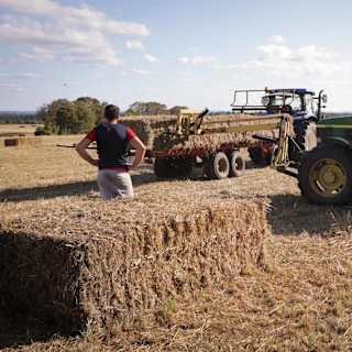 Grain futures fall as livestock surges ahead of USDA report