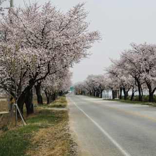 South Korea's Gyeongbuk targets Chinese tourists
