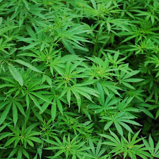 California cannabis tax jumps to 19% despite industry pushback