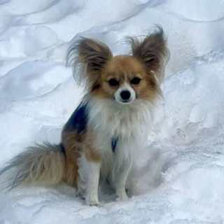 Chihuahua leads rescuers to owner trapped in glacier crevasse