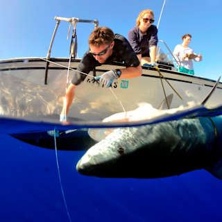 Angler catches 1,000-pound tiger shark off Pensacola Beach