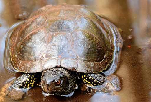 Pond turtle