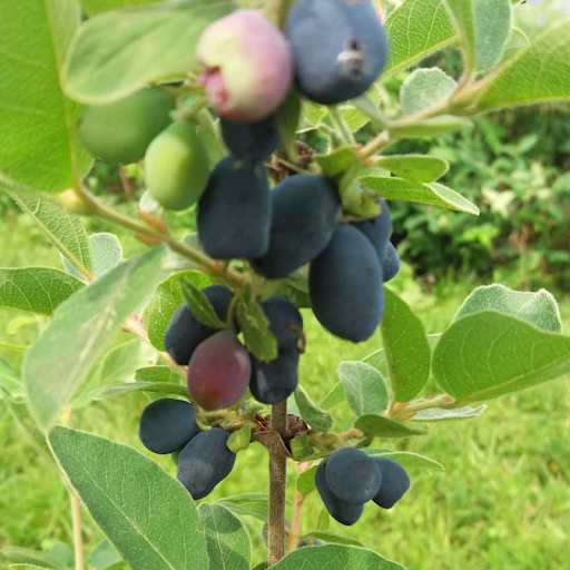 Haskap berries from a Lonicera caerulea plant.