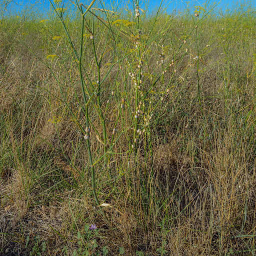 Theba pisana snails aestivating on a Foeniculum vulgare plant in Montbazin, France.