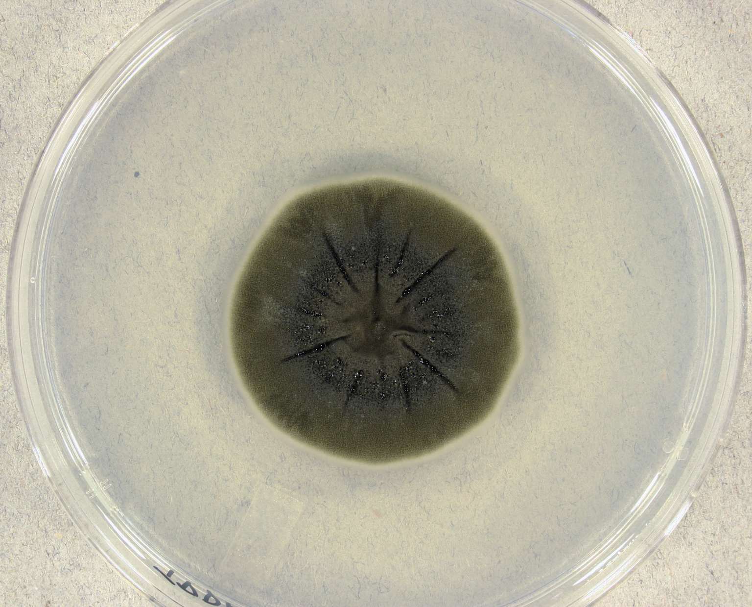 Cladosporium sphaerospermum colony in a petri dish