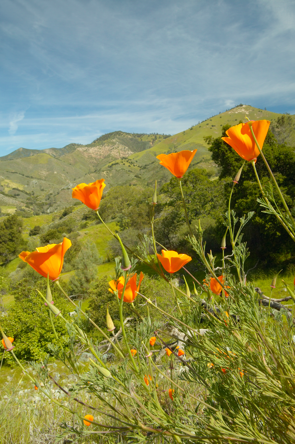 Bright golden poppies towering above the green spring hills of Figueroa Mountain near Santa Ynez and Los Olivos, CA