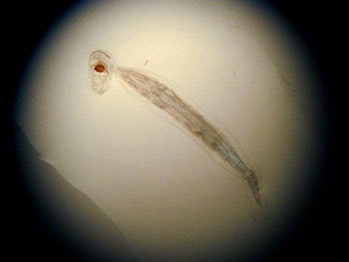 WoRMS - World Register of Marine Species - Photogallery
