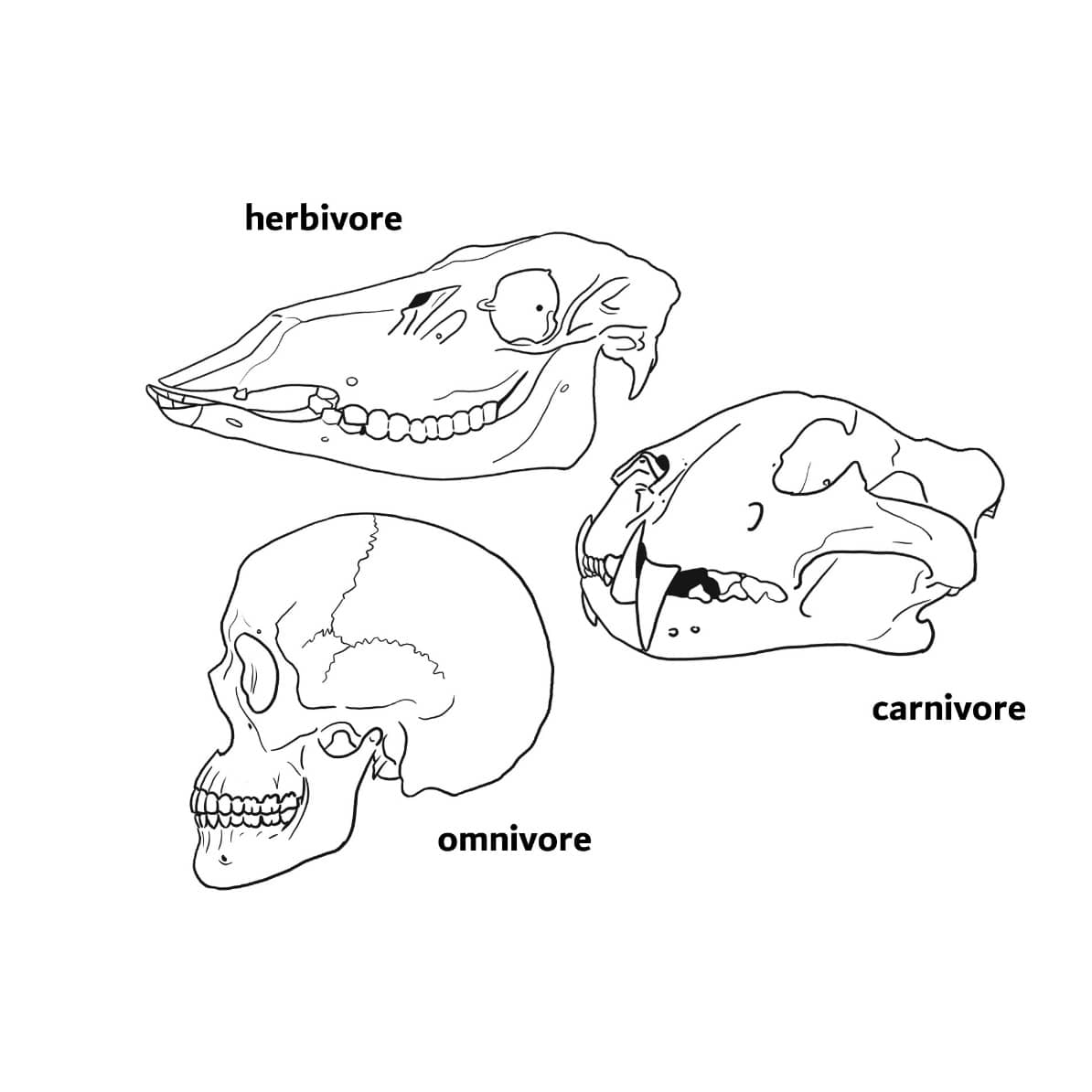 The Carnivore Vs Omnivore Debate Are Dogs Omnivores Or Carnivores the-carnivore-vs-omnivore-debate-are-dogs-omnivores-or-carnivores
