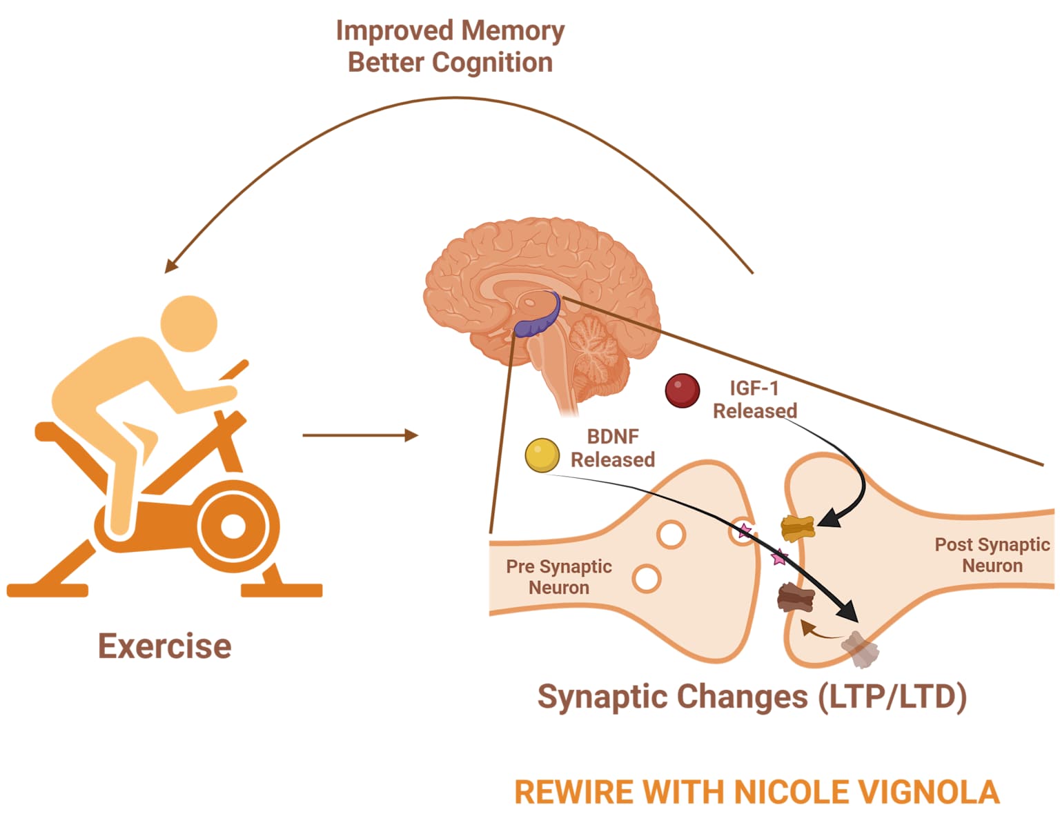 Illustration showing how exercise impacts synaptic changes in the brain, leading to improved memory and cognition.