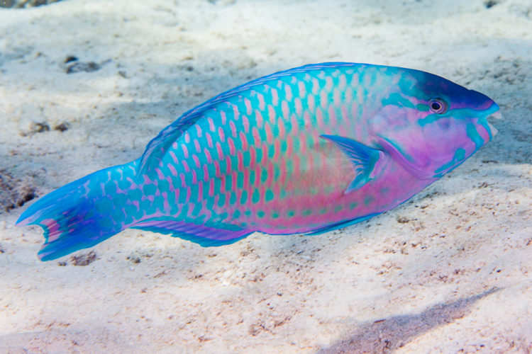 A colorful parrotfish swimming near the sandy coral reef floor at Hanauma Bay, a popular snorkeling spot in Hawaii