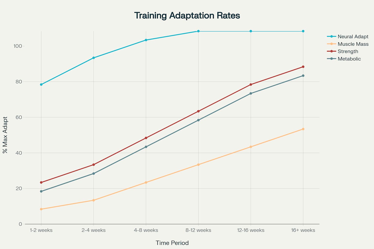 근력 운동 적응의 시간 경과: 생리학적 변화의 진행 과정