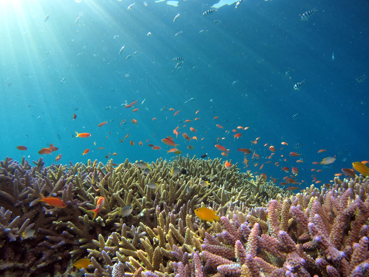Underwater View Of Coral Reef Teeming With Fish In Maui