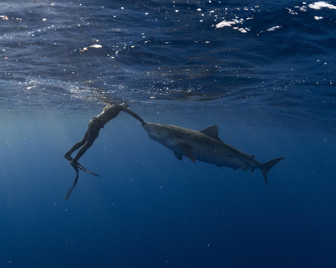 A diver interacts with a tiger shark in the waters off Hawaii