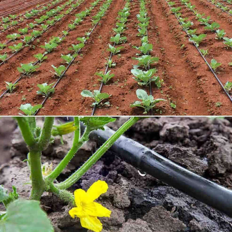 Drip irrigation system in use in a vegetable garden.