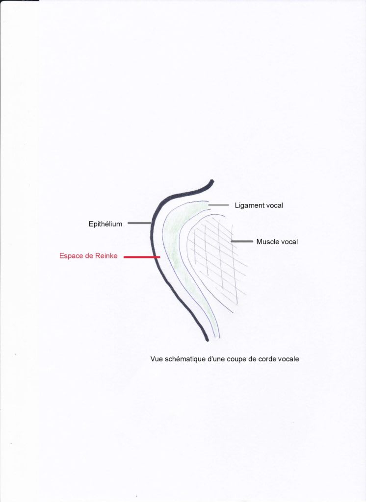 Schematic view of a cross-section of a vocal cord, including the space of Reinke