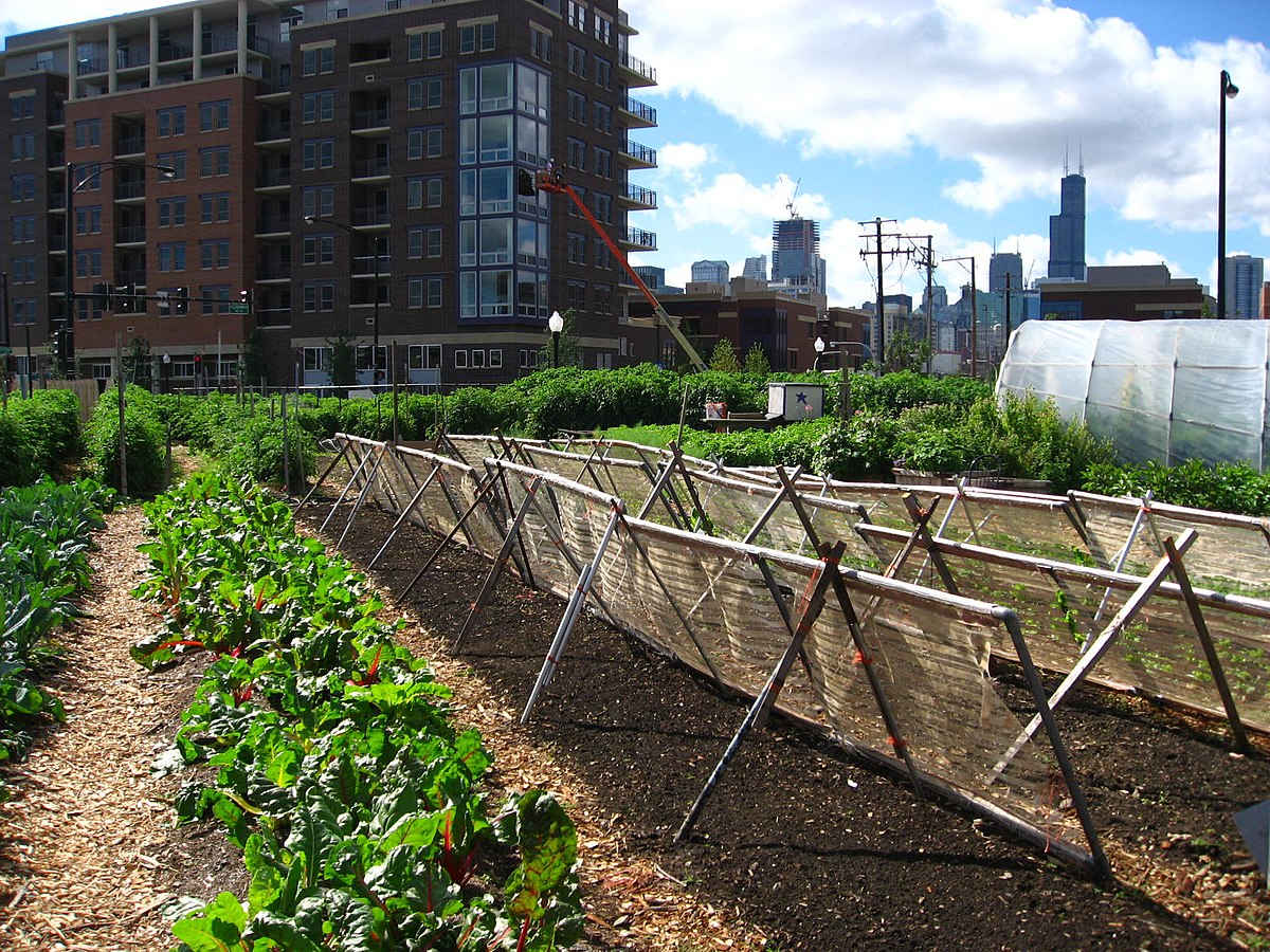 Urban community garden with cultivated plants and protective structures against a city skyline demonstrating urban agriculture practices.