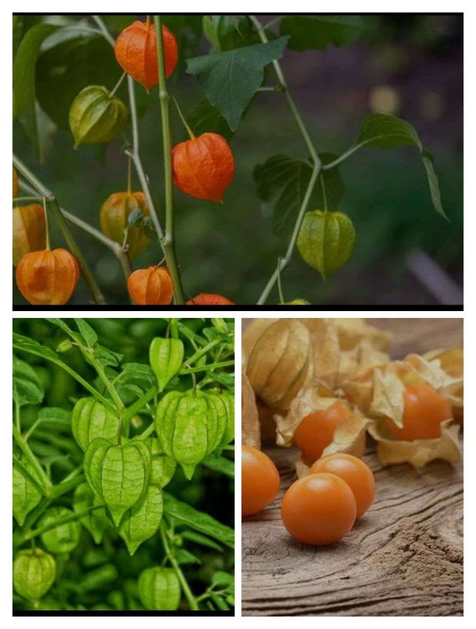 The ciplukan fruit, also known as golden berry, at different stages of development.