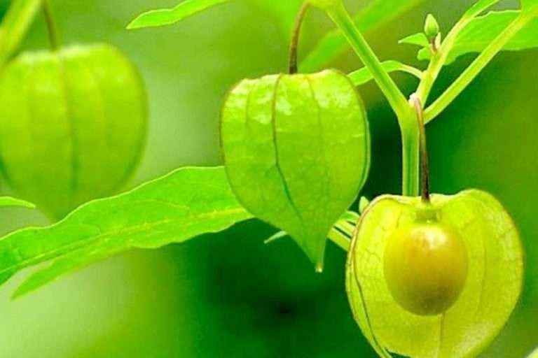 Close-up of 'ciplukan' fruits (Physalis angulata) on the plant.