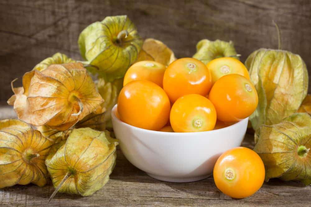 Close up of ciplukan fruit, also known as groundcherries