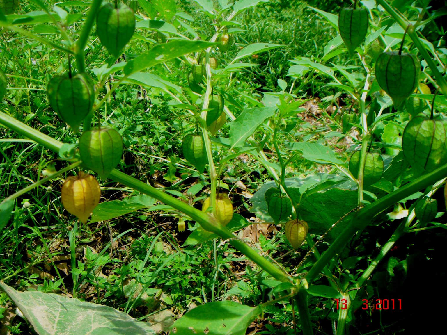 Close-up of a Physalis minima plant with lantern-like fruit husks.