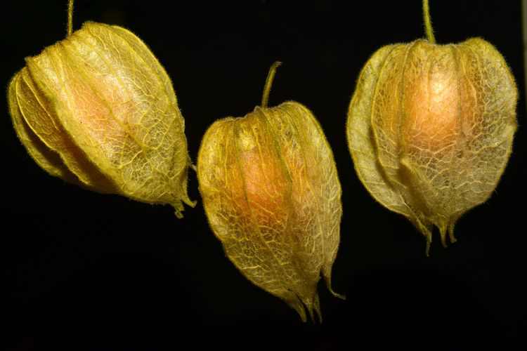 Close-up of golden berries (ciplukan) against a black backdrop.