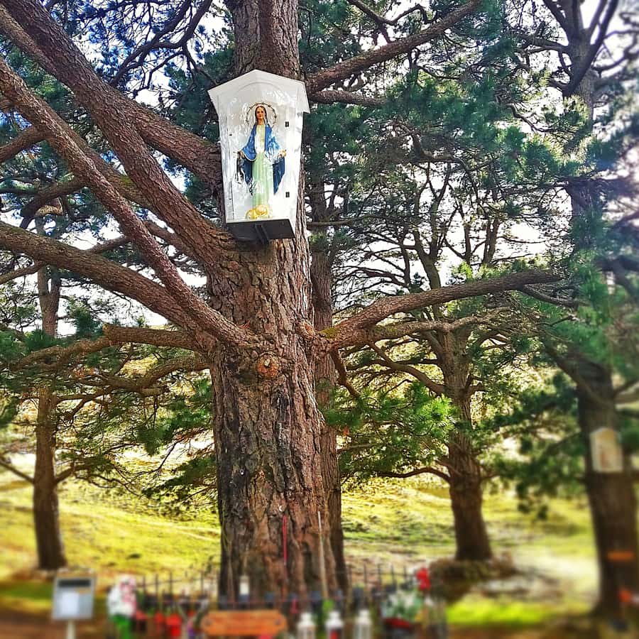 Statue of the Virgin Mary affixed to a pine tree at Garabandal