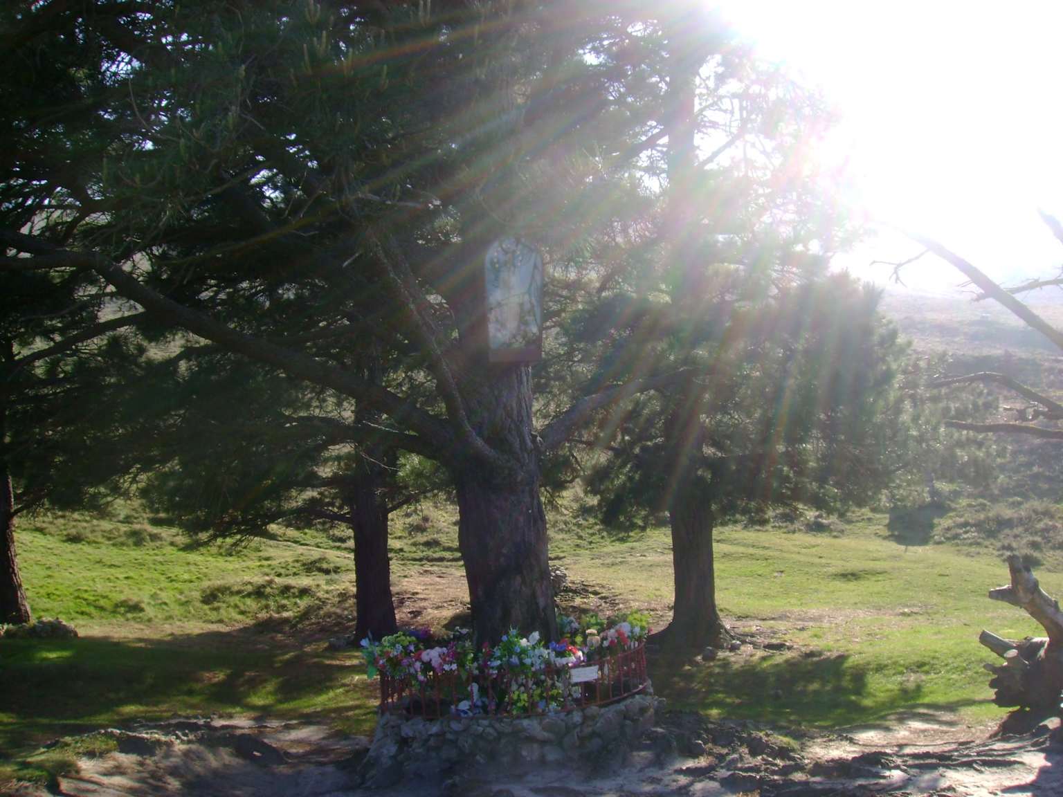 Pine trees at Garabandal, a site of reported Marian apparitions in Spain