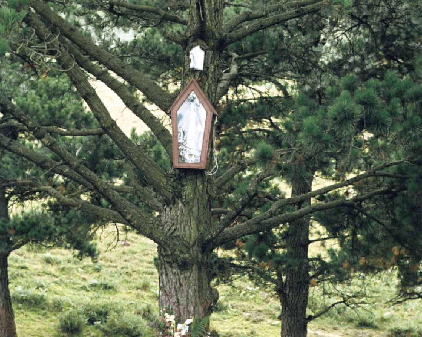 Religious statue affixed to a pine tree in Garabandal, Spain