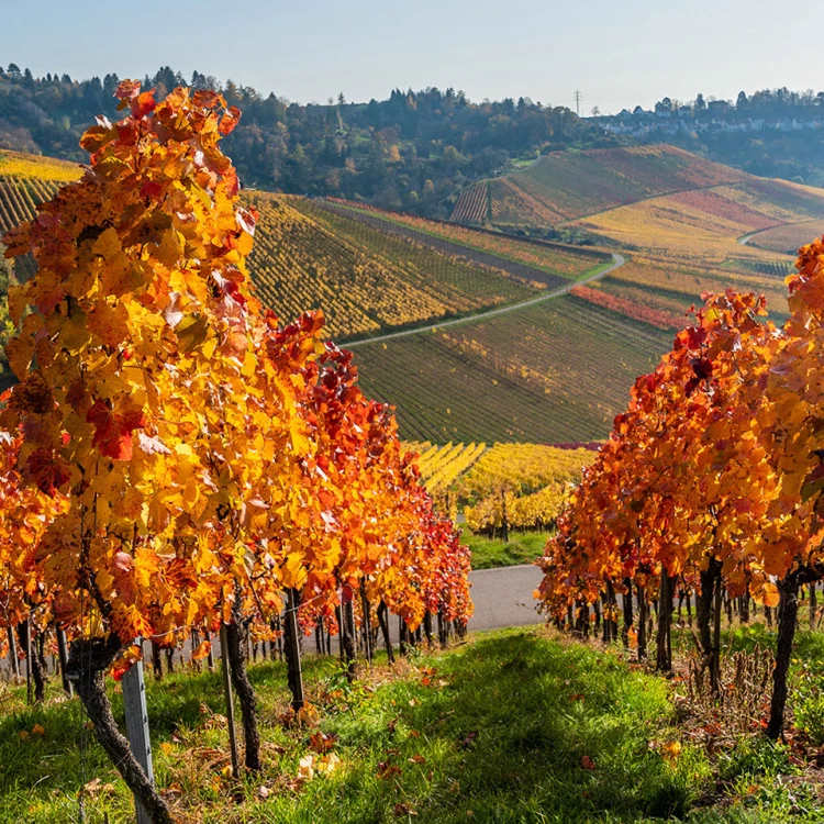 Vineyard landscape Pfalz