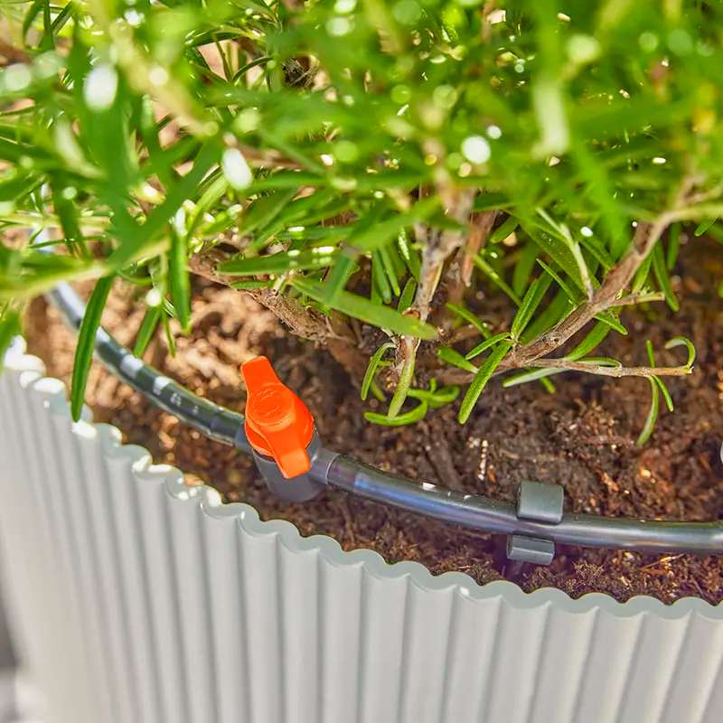 A container plant featuring a drip irrigation system.