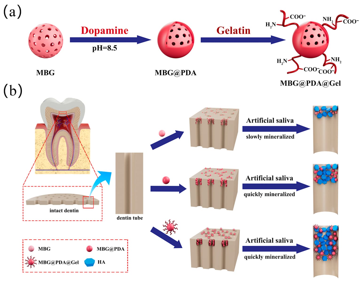 Illustration showing the gelatin-modified bioactive glass treatment for dentin