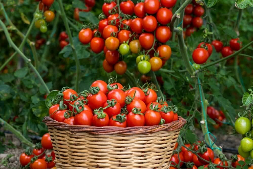 Freshly harvested ripe tomatoes in a basket with tomato plants bearing red and green tomatoes in the background